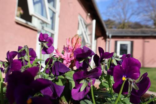  Ophold på Rødegaard med morgenmeditation in Knebel