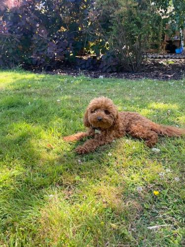 The Willow Studio - peaceful retreat near Whitstable seaside The Willow Studio - peaceful retreat near Whitstable seaside