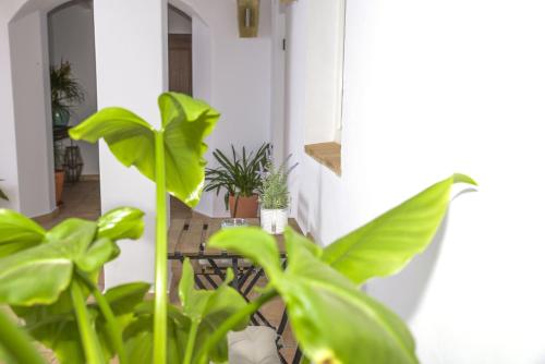 Apartment with Terrace image 4