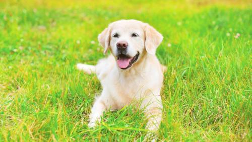 Magnuson Hotel Fowlerville Magnuson Hotel Fowlerville