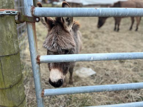 Shenandoah Valley Glamping - Amazing Views - Farm in Edinburg, USA