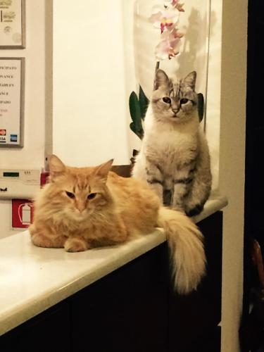 Hotel Paradiso - image 5