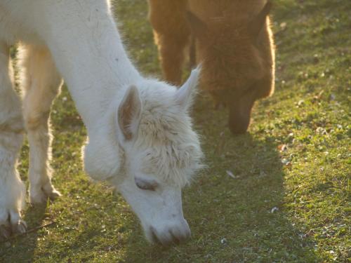 Agriturismo Il Beccafico Alpaca