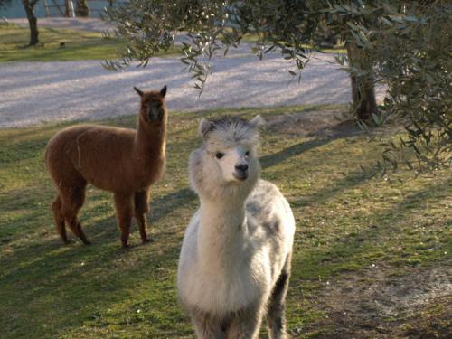 Agriturismo Il Beccafico Alpaca