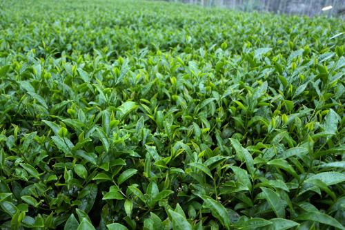 De Ren Tea Gardens