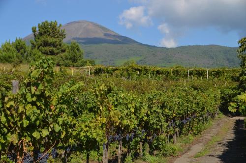 Vesuvio Inn Guest House e Wine Experience