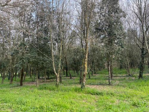 Green Woods, Verona (fotografie 9)