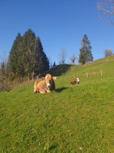 Vögelhof in Doren, Österreich