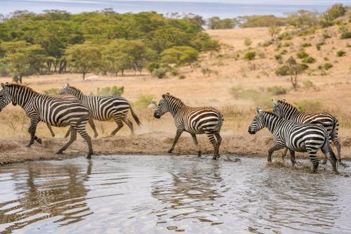 Lake Nakuru Lodge