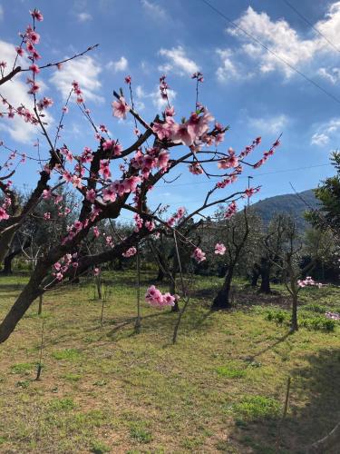  Casa degli Ulivi - Alloggio turistico, Unterkunft in Monte San Biagio