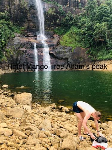 Hotel mango tree nearest Adam's peak