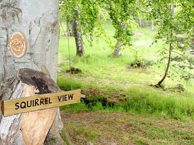 Squirrel View in Newtonmore