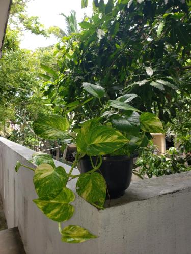 Vaas Place - image 5