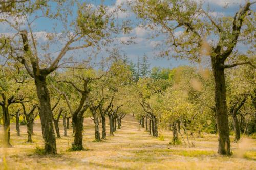 Tenuta delle Rose - Country House