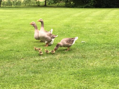 MOULIN CROZET in Montmerle Sur Saone