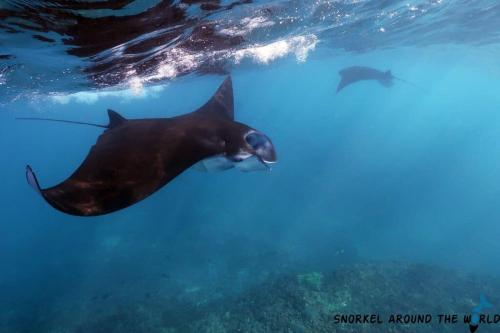 Lembongan snorkling