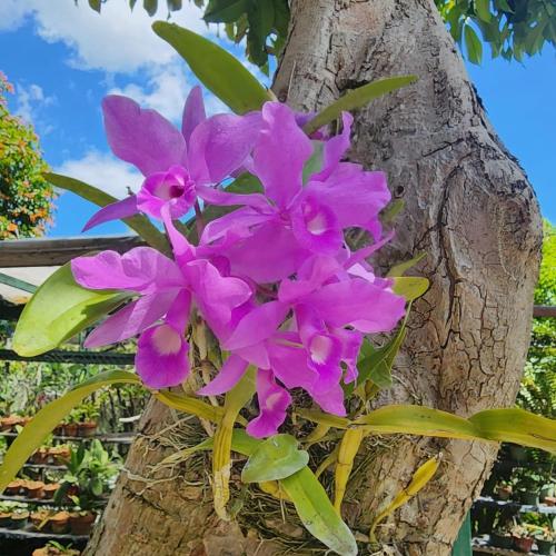 Orchid Cottage