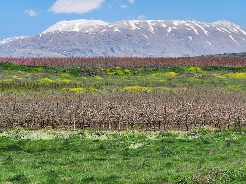 ELRON - Golan Heights