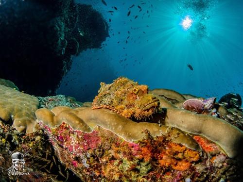 Raja Ampat Dive Lodge