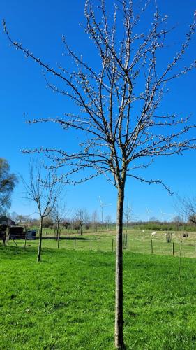 Surrounding environment, Betuwe Huisje in Meteren