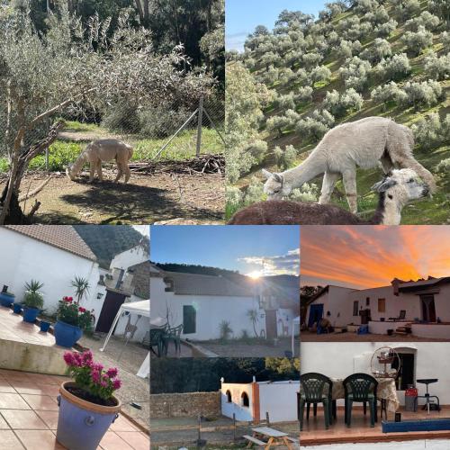 Experience Alpacas in Andalucia, Córdoba (fotografie 2)