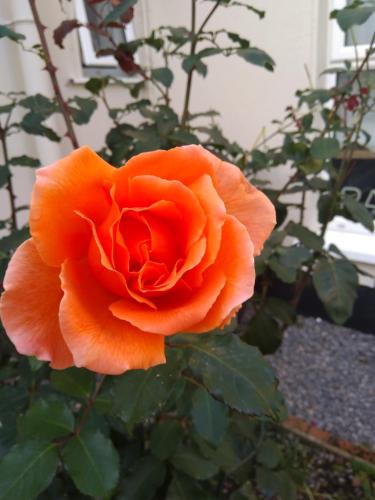 Twin Oaks Bed & Breakfast 4