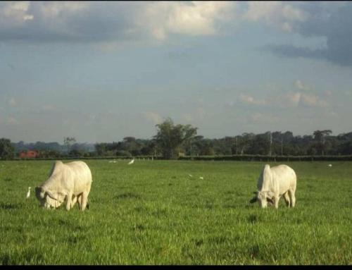 casa vacacional campestre in Acacias