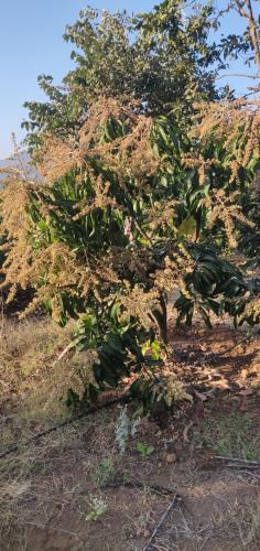 Shinde's Tikona Valley Farm