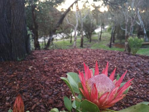 Strathalbyn Cottages