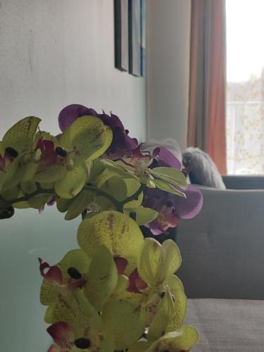 DOMAR APARTAMENT