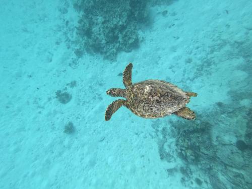 Sky View by Relax Tours, Dhangethi (foto 3)