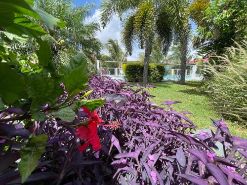 Hôtel & Villa Le Cocotel - image 3