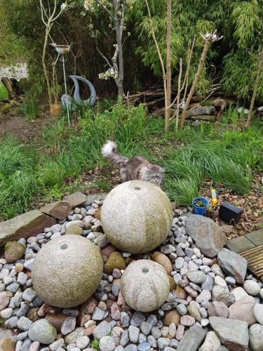 Сад, Ferienwohnung Niederrhein in Везель