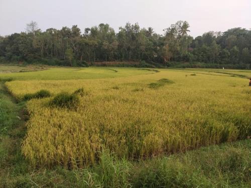 ATTIMARA HOMESTAY in Somvarpet