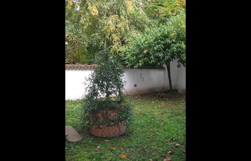 Casa Calicantus - image 11