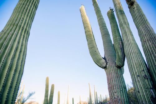 JW Marriott Tucson Starr Pass Resort