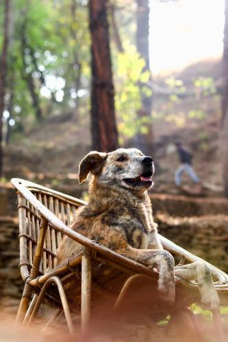 Forest Cabin Bugyal Stays