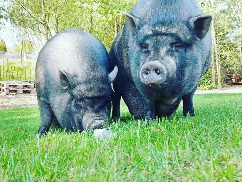 De Skure: vakantiewoning op boerderij