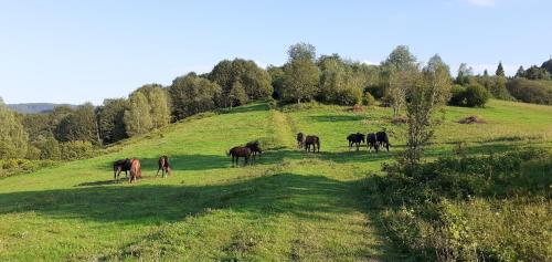 Domek nad Solinką