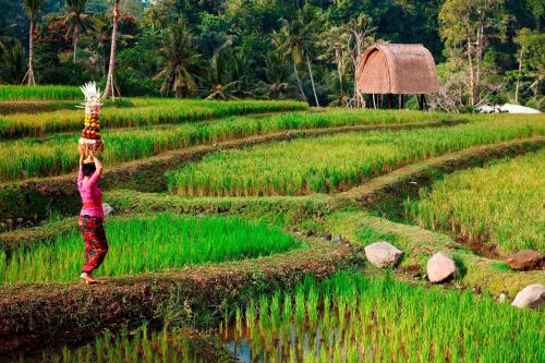 Mandapa, a Ritz-Carlton Reserve