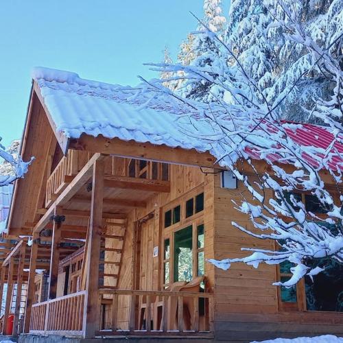 Himalayan Cedar Nest