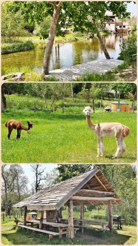 SARNOGRÓD - Agroturystyka z alpakami - Hotel - Babięta