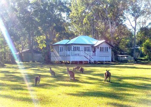 Lake Weyba Noosa Lodge & Kangaroos Sunshine Coast