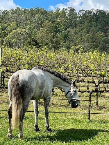 Sarabah Estate Vineyard & Villa