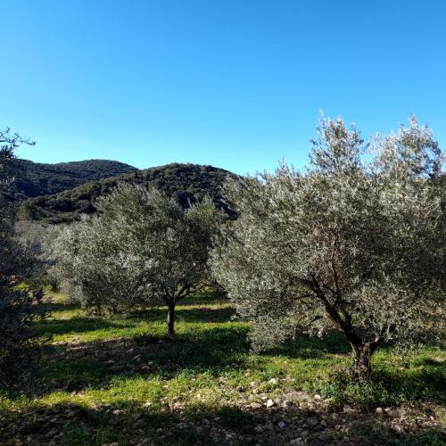 L'oliveraie de Juju - Location saisonnière - Ceyras