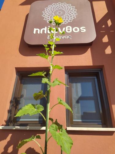 Helianthus Guesthouse - image 7