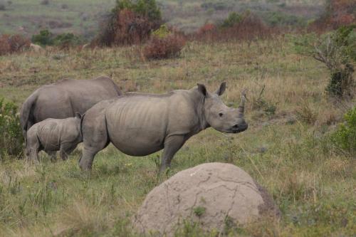 Inkwenkwezi Private Game Reserve