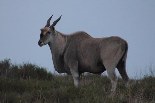 Inkwenkwezi Private Game Reserve