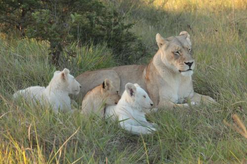 Inkwenkwezi Private Game Reserve