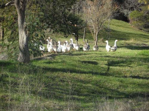 Balinga Cottages in บาลิงอัป